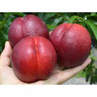 Саджанець Нектарин Біг Топ